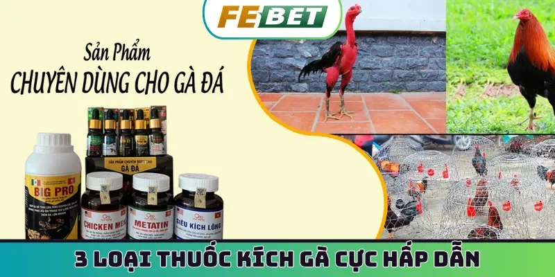 3 loại thuốc kích gà cực hấp dẫn