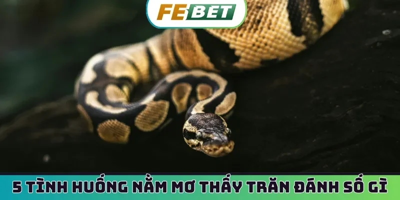 5 tình huống nằm mơ thấy trăn đánh số gì