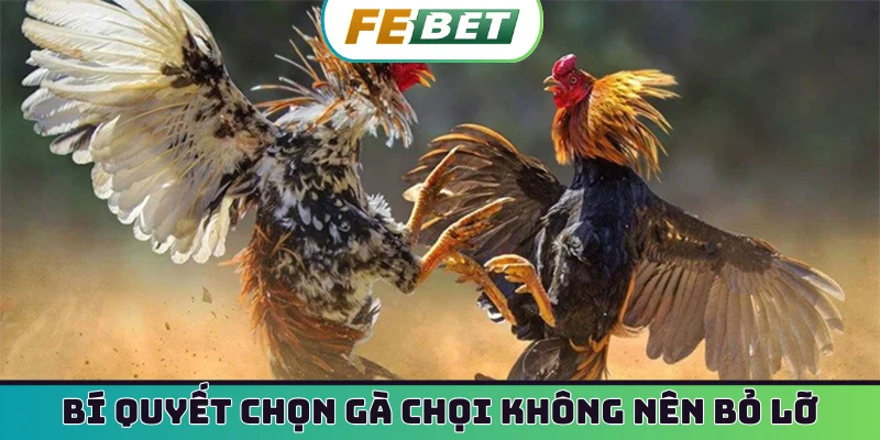 Bí quyết chọn gà chọi không nên bỏ lỡ