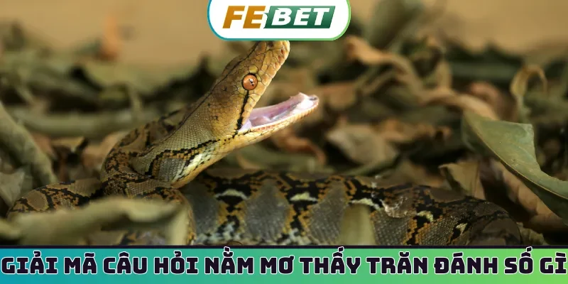 Giải mã câu hỏi nằm mơ thấy trăn đánh số gì