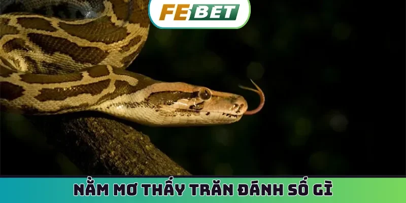 nằm mơ thấy trăn đánh số gì