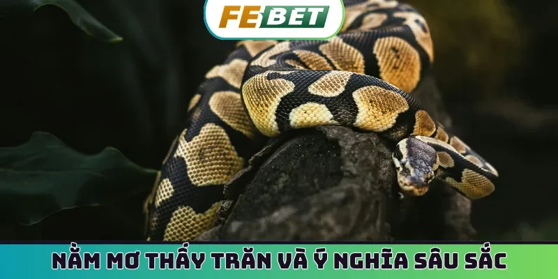 Nằm mơ thấy trăn và ý nghĩa sâu sắc