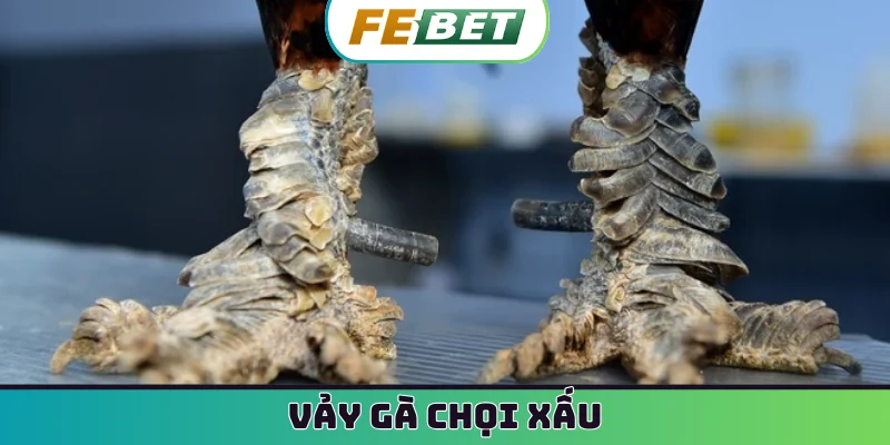 vảy gà chọi xấu
