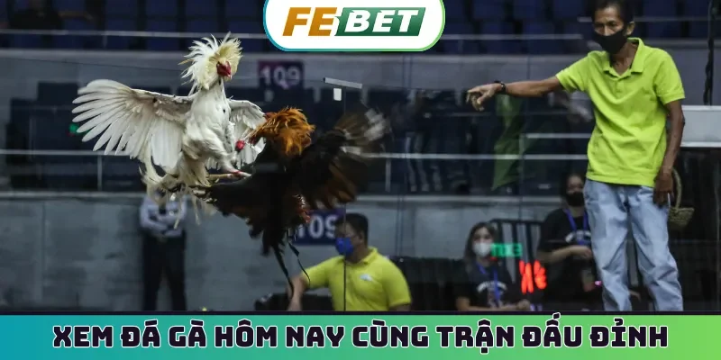 Xem đá gà hôm nay cùng những trận đấu đỉnh